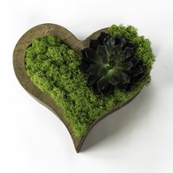 Fiorium - Цветы, сад и огород