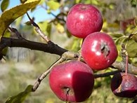 Плодопитомник "Свободненский" - Сельскохозяйственные организации