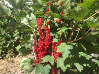 Питомник растений "Аполово" - Товары для праздника