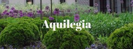 Аквилегия - Ландшафтное строительство и дизайн