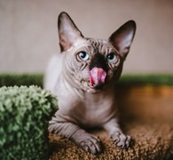 Канадский сфинкс - Зоотовары